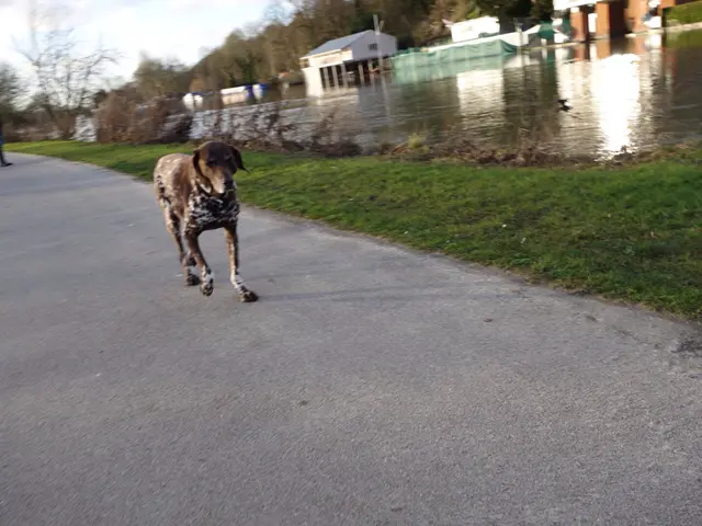 In this image there is a dog on the road, beside the dog there is grass and dry plants, beside the...
