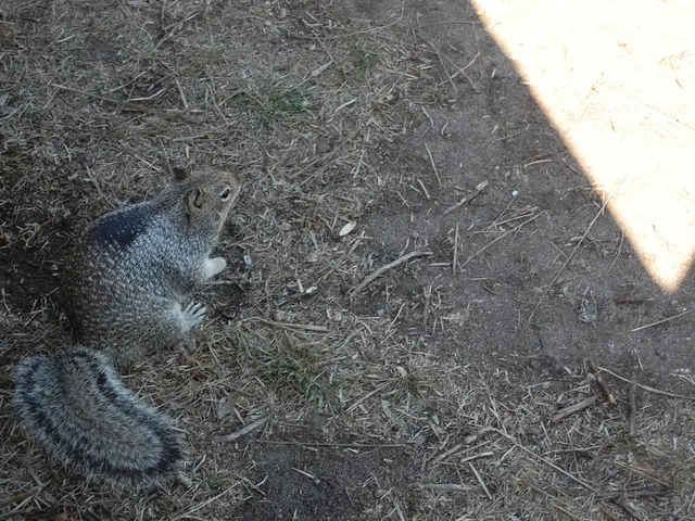 In this picture we can see the squirrel on the dried grass surface.