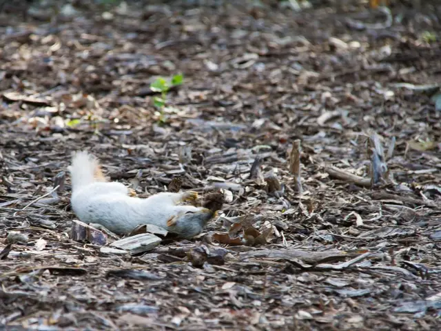 In this picture there is a squirrel on the left side of the image.