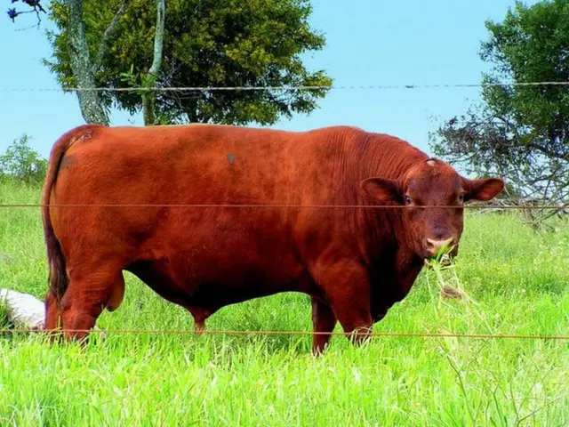 In the image there is a bull standing on grassland behind a fence, in the background there are...