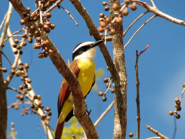 In this picture I can see a bird on the tree stem to which there are some raw fruits.