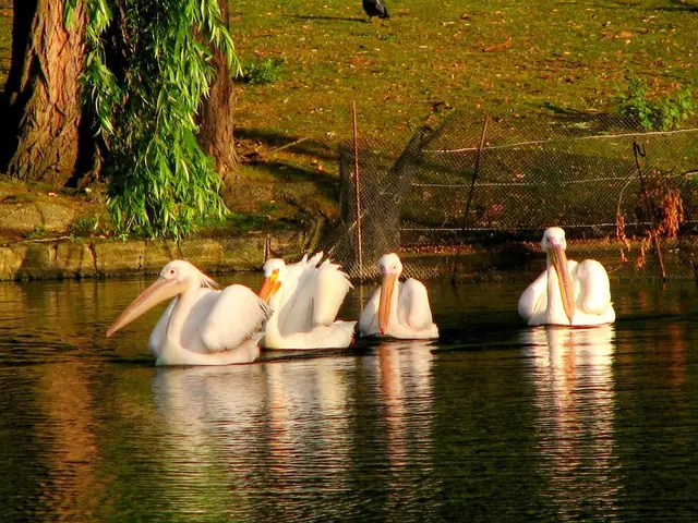 In the image we can see there are ducks swimming in the water and there is an iron fencing kept on...