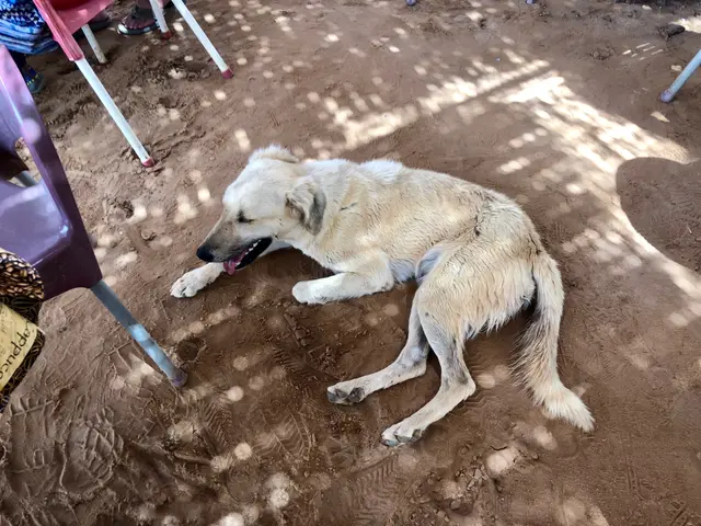 The image shows a dog laying on the ground next to a chair, surrounded by a few people sitting on...