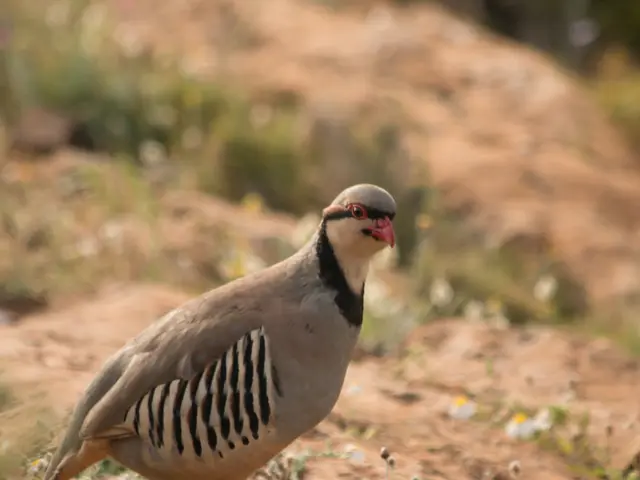 The image shows a grey partridge standing on top of a dirt field, surrounded by small plants and...