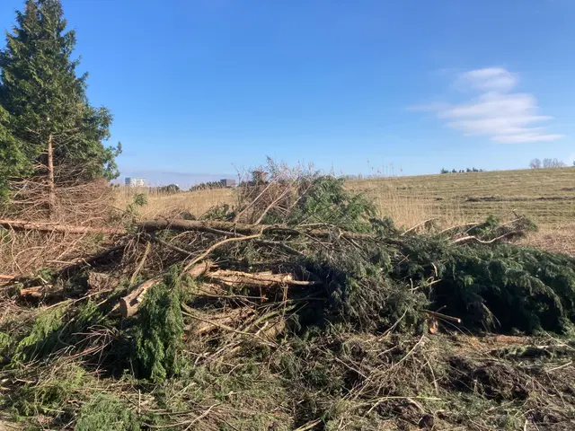The image shows a large pile of Christmas trees in the middle of a field, surrounded by grass and...