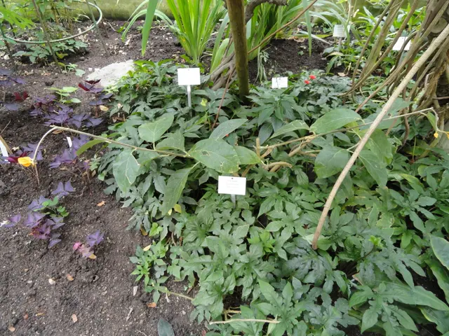 The image shows a garden filled with lots of different types of plants, including sweet marjoram,...