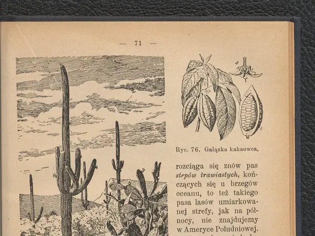 The image shows an open book with a drawing of a cactus plant on it, placed on a surface. The book...