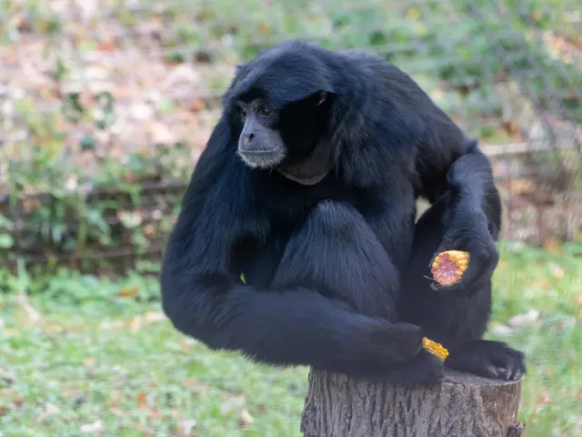 The image shows a black siamang monkey sitting on top of a tree stump, eating a piece of food. In...