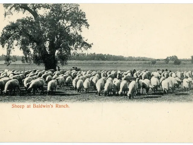 The image shows a herd of sheep grazing in a field at Baldwin's Ranch, with a tree in the...