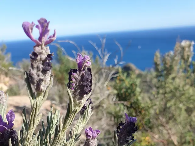 The image shows a field of lavender flowers with the ocean in the background. The flowers are a...