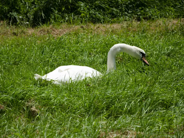 The image shows a white swan swimming in the grass near some trees. The swan is surrounded by lush...