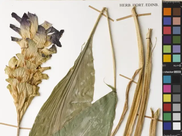 The image shows a specimen of plants of the Hawaiian Islands, with a leaf, stems, and other objects...