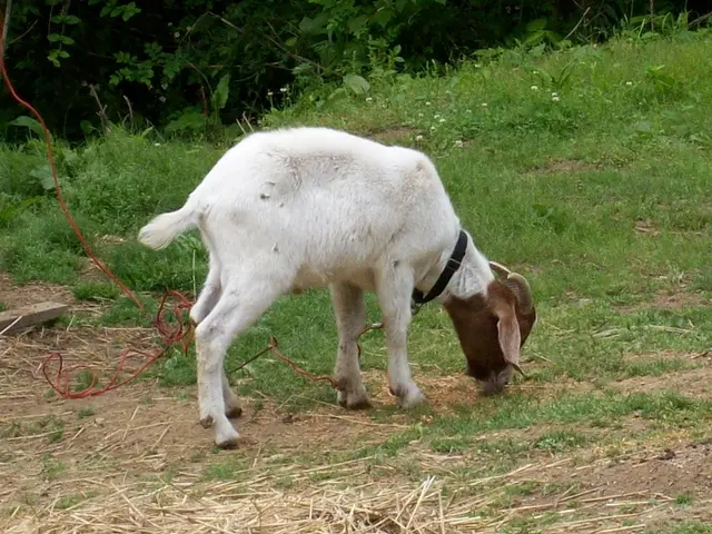 The image shows a white and brown goat grazing on a lush green field, with a black belt around its...