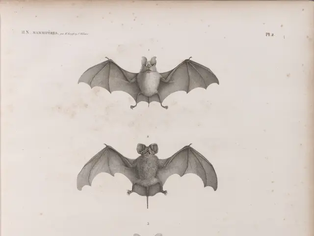 The image shows an open book with a drawing of three bats on it. The book is filled with detailed...