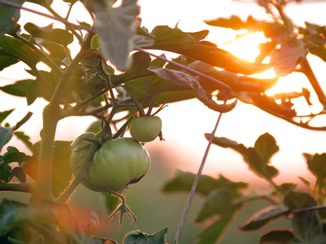 The image shows a tomato plant with lush green leaves and ripe tomatoes growing on it, illuminated...