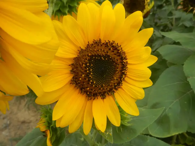 The image shows a field of prairie sunflowers with bright yellow petals and lush green leaves.