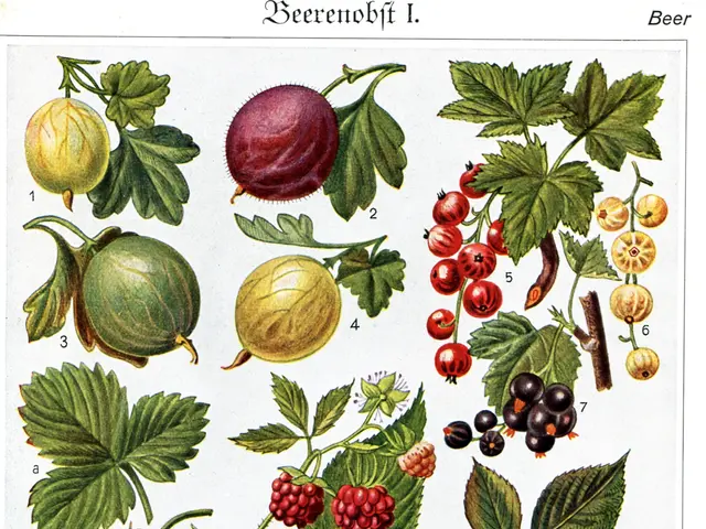 The image shows a poster with a variety of fruits and berries on it, including grapes,...