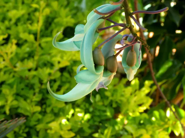 The image shows a close up of a jade vine with its vibrant green flowers and buds on the stem,...