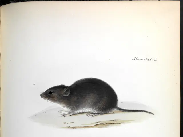 The image shows an open book with a drawing of two mice on it. The book is filled with detailed...