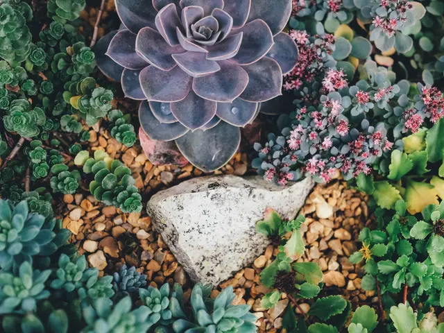 The image shows a garden filled with lots of different types of succulents, stones, and dried...