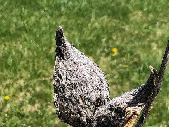 The image shows a close up of a person's hand holding a plant with a bunch of seed pods on it,...