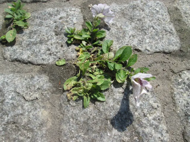 The image shows a petunia plant growing out of a crack in the ground, with its vibrant purple...