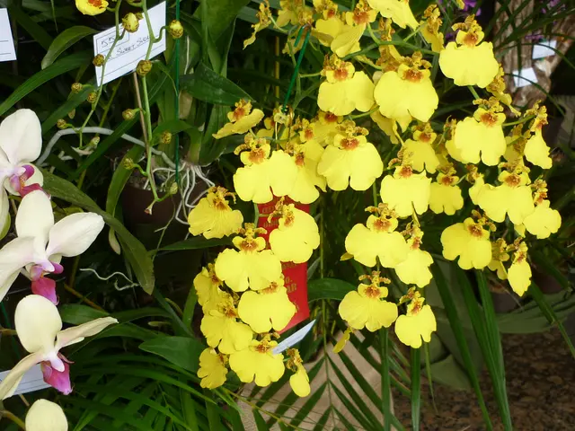 The image shows a bunch of yellow and white orchids in a garden, with some of the flowers in the...