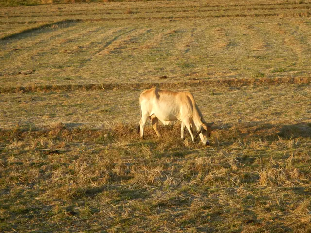 The image shows a cow grazing in a field of lush green grass, surrounded by trees in the...