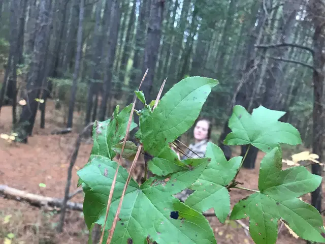 The image shows a person holding a leaf in their hand in the woods, surrounded by trees and dried...