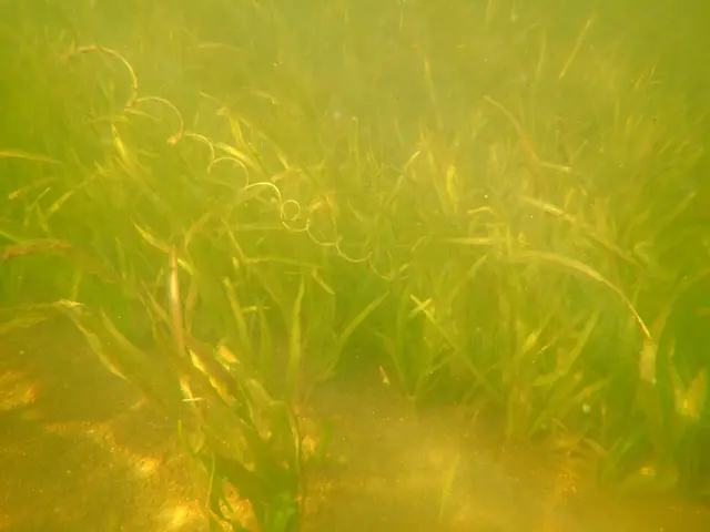 The image shows a close up of a plant in the water, which appears to be seagrass. The grass is a...