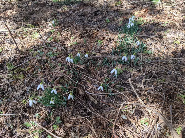The image shows a wooded area with snowdrops growing in the woods. The ground is covered with small...
