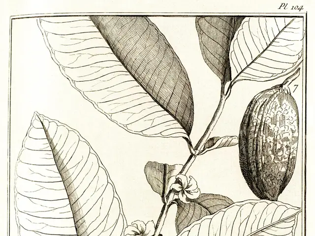 The image shows a black and white drawing of a cocoa tree with its leaves, fruits, and flowers. At...
