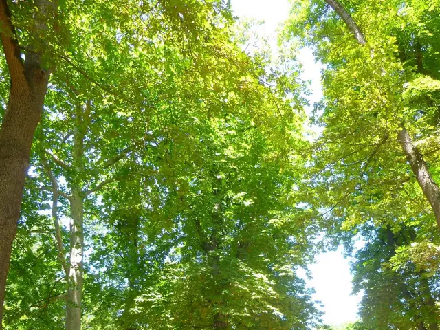 The image shows a park filled with lots of trees and a fountain in the middle. There is a railing...