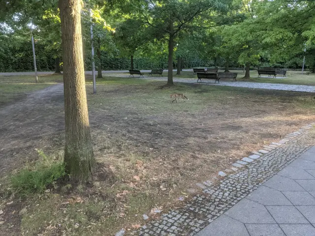 The image shows a dog walking down a path in a park, surrounded by trees and benches. The path is...