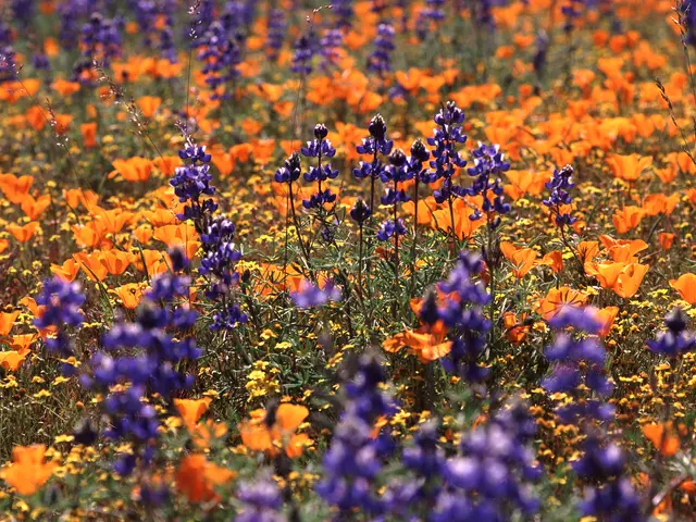 The image shows a field of California Poppies and Lupine, with the vibrant colors of the flowers...