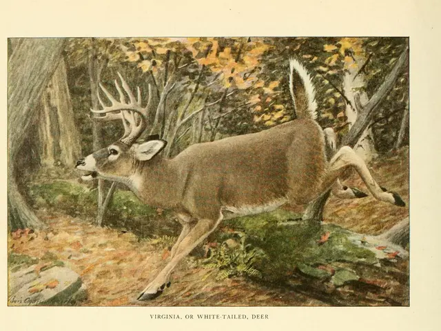 The image shows two pictures of deer in the woods, surrounded by trees and grass. At the bottom of...