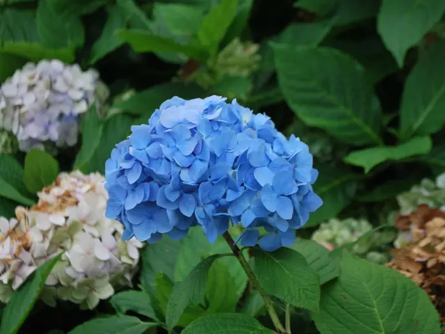 The image shows a beautiful blue and white hydrangea with lush green leaves in the background. The...