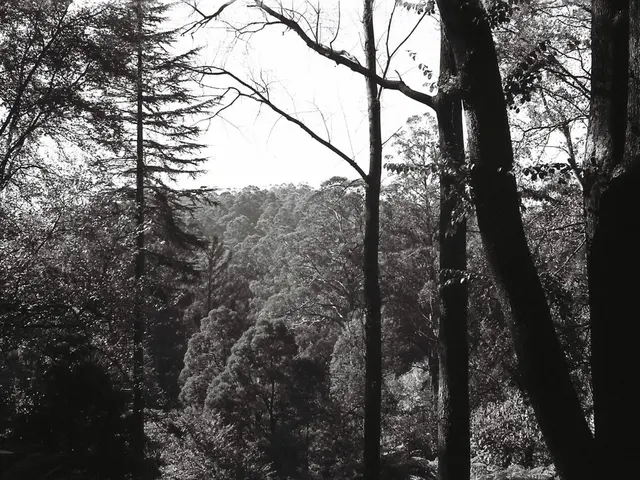 In this picture there are trees.