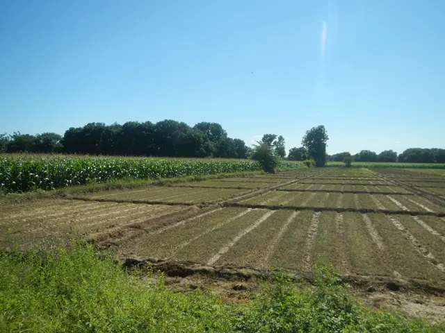 The image shows a field of cultivated land with rows of crops in the middle of it, surrounded by...