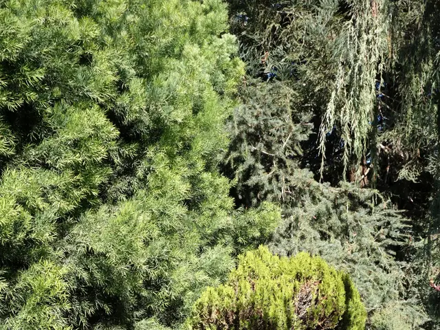 The image shows a garden filled with lots of green plants and trees, with soil at the bottom.