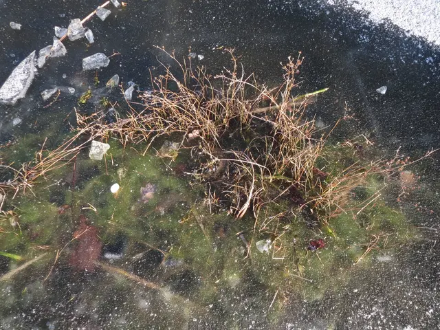 The image shows a puddle of water with a plant growing out of it, surrounded by grass and ice...