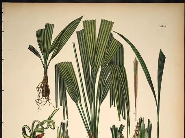 The image shows a vintage botanical print of a bunch of leeks with their roots and leaves, framed...