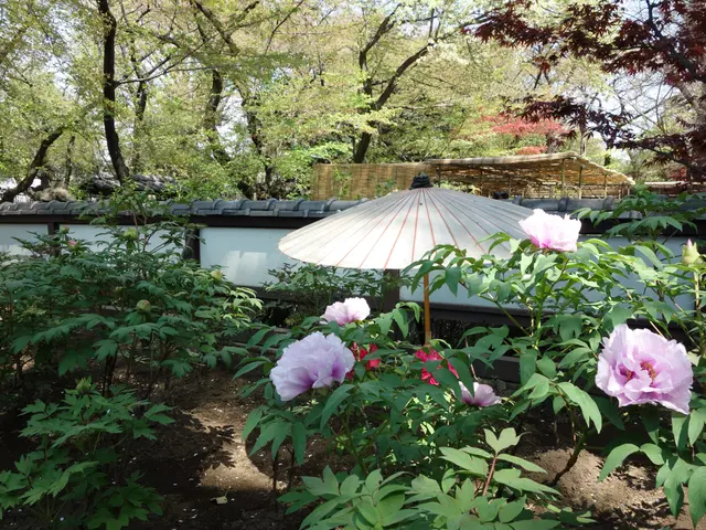 The image shows a garden with pink peonies in the middle of it, surrounded by lush green plants and...