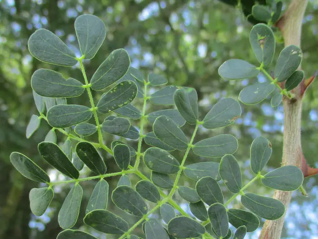 The image shows a close up of a tree branch with green leaves, which is identified as acacia. The...