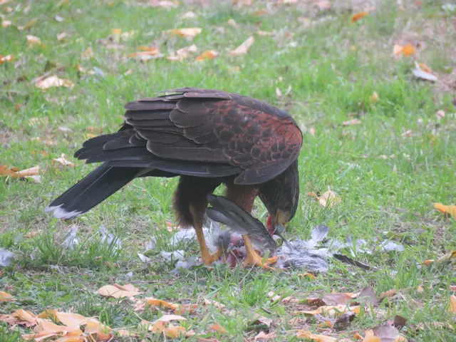 The image shows a harrier eagle perched on the grass, eating a dead bird. The bird is surrounded by...