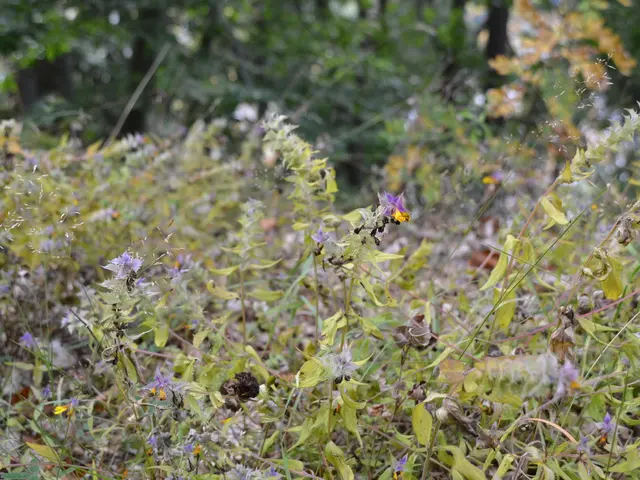 The image shows a field of wildflowers in the middle of a forest, with trees in the background. The...