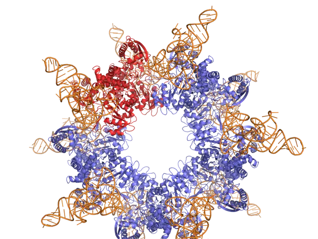 The image shows a 3D model of a dna molecule in blue, red, and orange colors against a white...