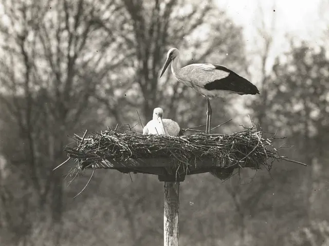 The image shows a black and white photo of a stork standing atop a nest on a pole, with two other...