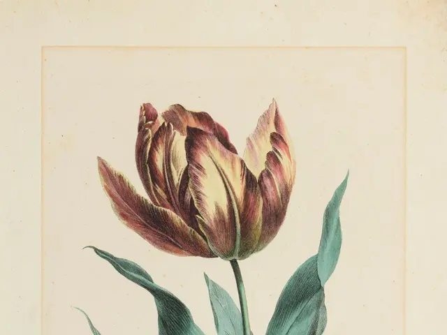 The image shows a vintage botanical print of a tulip with its stem and leaves on a beige...