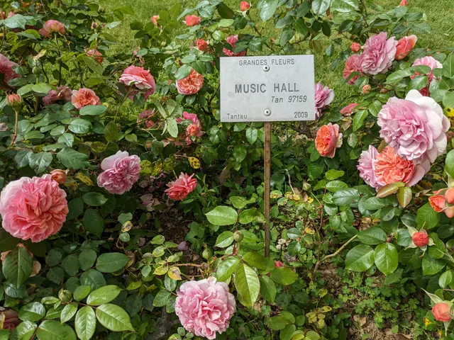 The image shows a garden filled with lots of pink roses next to a sign that reads "Grandes Fleurs...